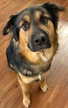 Mixed Breed Dogs Available for Adoption in Olean, New York - Chewy | PetCurious