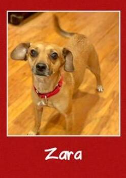 Zara -  Mixed Breed Dog for Adoption in Farmingdale, New York - Zara | PetCurious