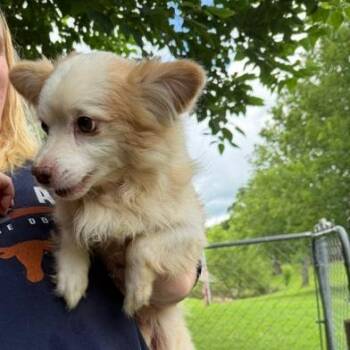 Stuart -  Mixed Breed Dog for Adoption in Denison, Texas - Stuart | PetCurious