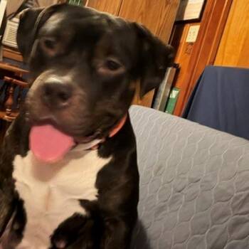 Miss Sunshine -  Pit Bull Terrier Dog for Adoption in Normal, Illinois - Miss Sunshine | PetCurious