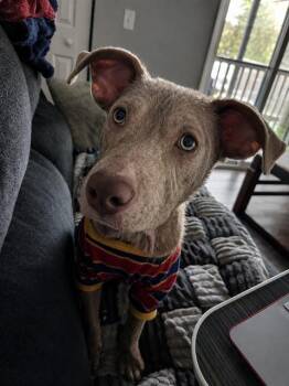 Labrador Retriever and Mixed Breed Dogs Available for Adoption in Brunswick, Georgia - BUTTERFLY | PetCurious
