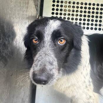 Border Collie Dogs Available for Adoption - Jessie | PetCurious