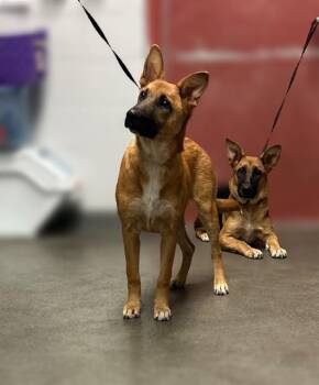 German Shepherd Dog Dogs Available for Adoption in San Antonio, Texas - DIANA | PetCurious
