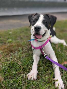 Rescue Mixed Breed Dogs for Adoption in Moundsville, West Virginia - Tootsie | PetCurious