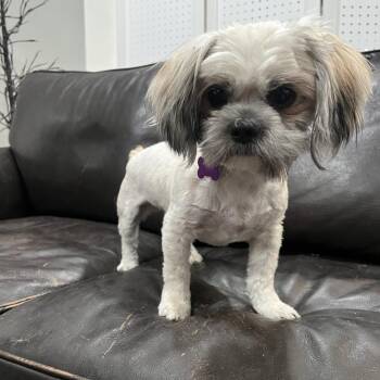Quest -  Shih Tzu and Mixed Breed Dog for Adoption in Phoenix, Arizona - Quest | PetCurious