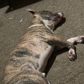 Pit Bull Terrier Dogs Available for Adoption in Philadelphia, Pennsylvania - Chewy | PetCurious