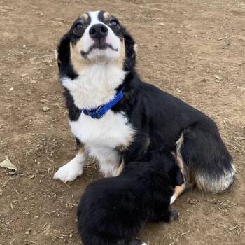 Corgi Dogs Available for Adoption - Ruby | PetCurious