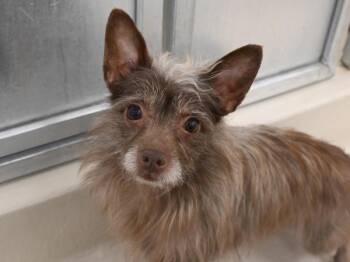 Terrier Dogs Available for Adoption in Portland, Oregon - Dutch | PetCurious