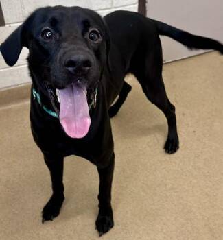 JIMMY CHEW -  Labrador Retriever and Mixed Breed Dog for Adoption in Derwood, Maryland - JIMMY CHEW | PetCurious