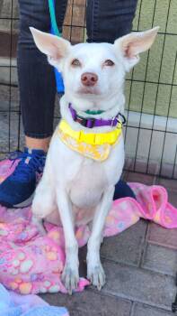 Rescue Terrier and Chihuahua Dogs for Adoption in Las Vegas, Nevada - GUNNER | PetCurious