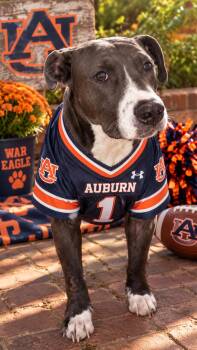Kevin -  Pit Bull Terrier Dog for Adoption in Greensboro, Alabama - Kevin | PetCurious