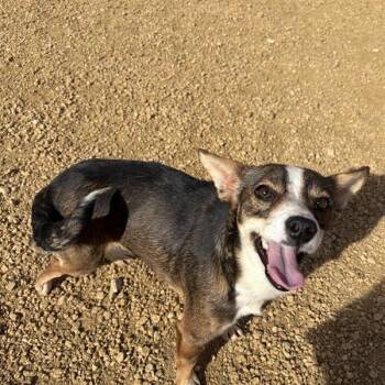 Mixed Breed Dogs Available for Adoption - Debby | PetCurious