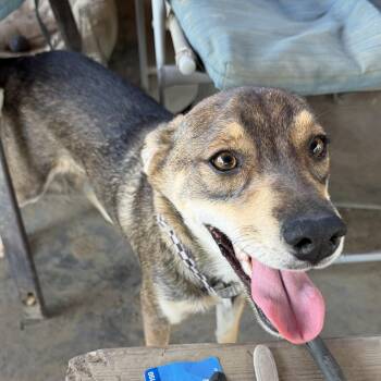 Wylie -  Terrier and Chihuahua Dog for Adoption in Coachella, California - Wylie | PetCurious