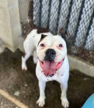 Boxer and Mixed Breed Dogs Available for Adoption in Riverside, California - SUNNY BOO BOO | PetCurious