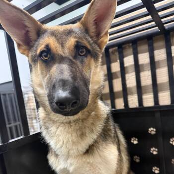 German Shepherd Dog Dogs Available for Adoption in Abilene, Texas - Orion | PetCurious