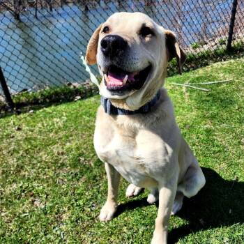 Rescue Yellow Labrador Retriever Dogs for Adoption in Warren, Pennsylvania - Bruno | PetCurious
