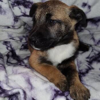 Rescue Mixed Breed Dogs for Adoption in Fredericksburg, Virginia - Mesquite BBQ | PetCurious