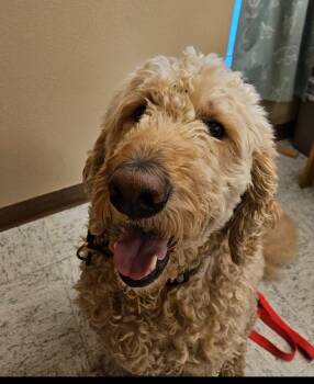 Cracker Jack -  Goldendoodle Dog for Adoption in Eugene, Oregon - Cracker Jack | PetCurious