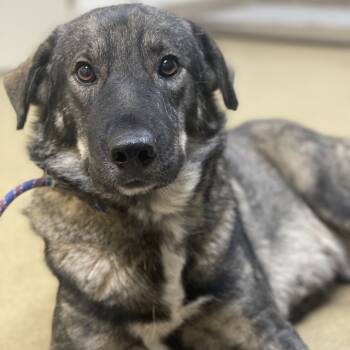 Rescue Norwegian Elkhound and Shepherd Dogs for Adoption in Riverside, California - Willow | PetCurious