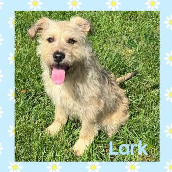 Lark -  Terrier Dog for Adoption in Mokena, Illinois - Lark | PetCurious