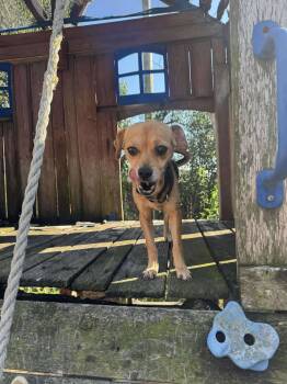 Rescue Chihuahua and Jack Russell Terrier Dogs for Adoption - Draca *Arriving 10/18* | PetCurious