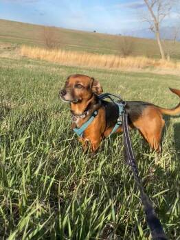 Beagle and Dachshund Dogs Available for Adoption in Overland Park, Kansas - Lily Nova - Fostered In Omaha | PetCurious