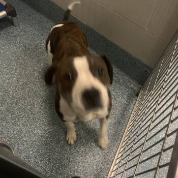 Pit Bull Terrier Dogs Available for Adoption in Greensboro, North Carolina - Seal | PetCurious