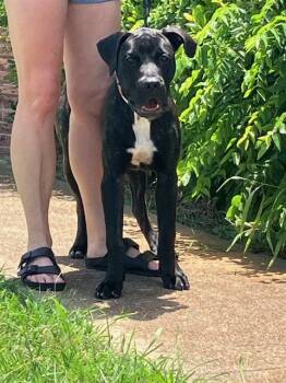MARLOW -  Mixed Breed Dog for Adoption in Dallas, Texas - MARLOW | PetCurious