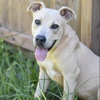 Rescue American Staffordshire Terrier Dogs for Adoption in Longview, Texas - Harley | PetCurious