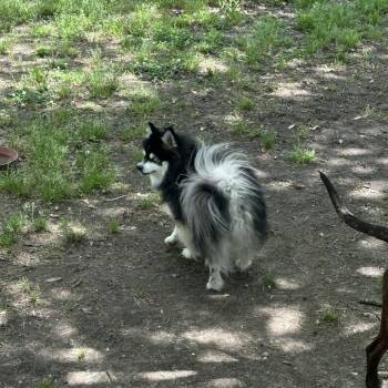 Pomeranian and Klee Kai Dogs Available for Adoption - Mochi (Benefactor Dog) | PetCurious