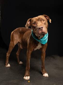 Gerald -  Pit Bull Terrier and Mixed Breed Dog for Adoption in Atlanta, Georgia - Gerald | PetCurious