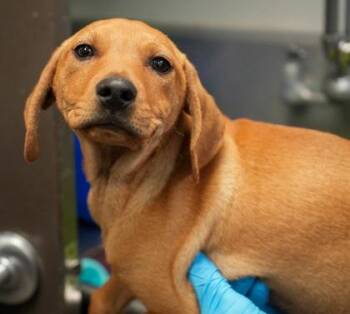 Rescue Beagle Dogs for Adoption in Jenkintown, Pennsylvania - Biscuit | PetCurious