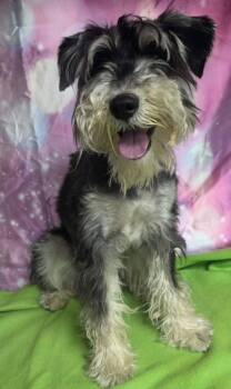 Milo aka Shiloh -  Schnauzer Dog for Adoption in Sedalia, Colorado - Milo Aka Shiloh | PetCurious