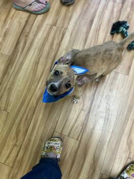 Rescue Chihuahua Dogs for Adoption in Shelby, North Carolina - Snoop | PetCurious