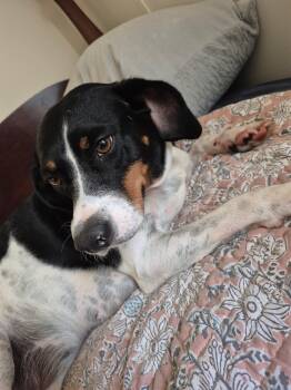 Coco Rehoming Threatens to Dump in Country Sweet Submissive Poin -  Pointer and English Pointer Dog for Adoption in Charlottesville, Virginia - Coco Rehoming Threatens To Dump In Country Sweet Submissive Poin | PetCurious