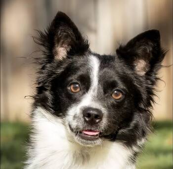Papillon Dogs Available for Adoption - Fries | PetCurious