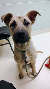 Bunker -  Shepherd and Black Mouth Cur Dog for Adoption in Kalamazoo, Michigan - Bunker | PetCurious