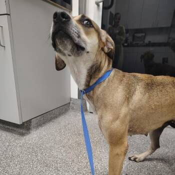 Helga -  Plott Hound Dog for Adoption in Lakeland, Florida - Helga | PetCurious
