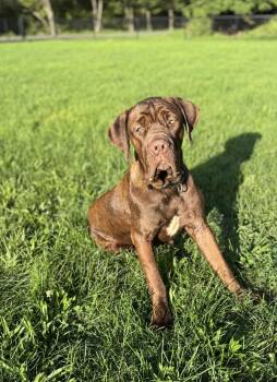 Hershey -  Mastiff Dog for Adoption in Kutztown, Pennsylvania - Hershey | PetCurious