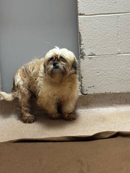 Berlin -  Poodle Dog for Adoption in Lima, Ohio - Berlin | PetCurious
