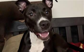 Pit Bull Terrier Dogs Available for Adoption - MOCHI | PetCurious