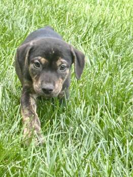 Brooks -  Pit Bull Terrier Dog Available for Adoption in Barnhart, Missouri - Brooks | PetCurious