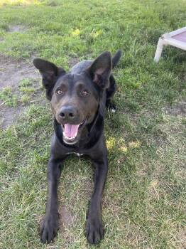 Stacey - ADOPTABLE -  Black Labrador Retriever and German Shepherd Dog Dog for Adoption in Chilliwack, British Columbia - Stacey - ADOPTABLE | PetCurious