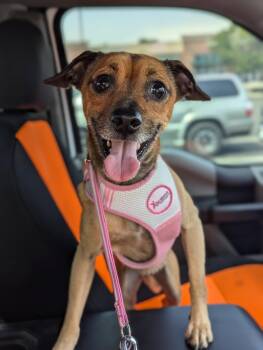 Franky J -  Chihuahua Dog for Adoption in Denver, Colorado - Franky J | PetCurious