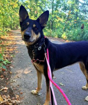 Bella -  Canaan Dog and Australian Kelpie Dog for Adoption in New York, New York - Bella | PetCurious