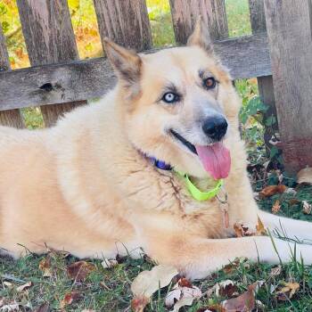 Rescue Husky and Anatolian Shepherd Dogs for Adoption in Cedarburg, Wisconsin - Sheeba | PetCurious