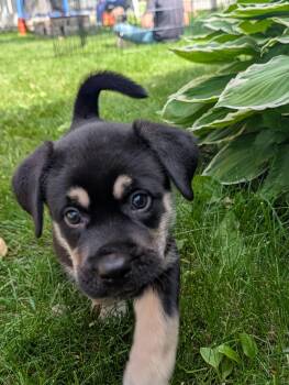 Rocket -  Mixed Breed Dog for Adoption in Saskatoon, Saskatchewan - Rocket | PetCurious