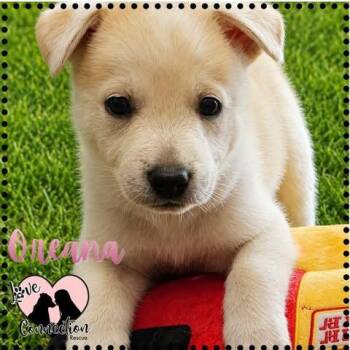 Oreana -  Husky Dog for Adoption in Gilbert, Arizona - Oreana | PetCurious
