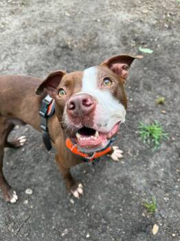 Rescue Pit Bull Terrier Dogs for Adoption in Medford Lakes, New Jersey - Petey | PetCurious