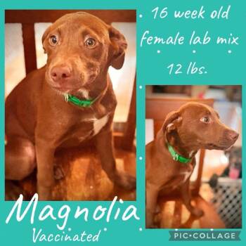 Magnolia -  Mixed Breed and Chocolate Labrador Retriever Dog for Adoption in Rockville, Maryland - Magnolia | PetCurious